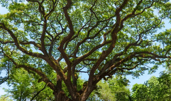 Árbol Lluvia Chiang Mai Tailandia — Foto de Stock