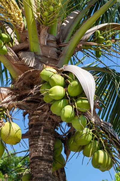 Coco Verde Árvore — Fotografia de Stock