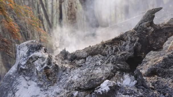 森林火灾是人类引起的火灾 — 图库视频影像