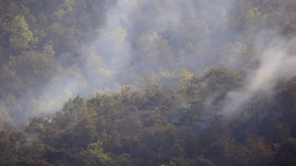 森林火災災害は人間によって引き起こされます — ストック動画