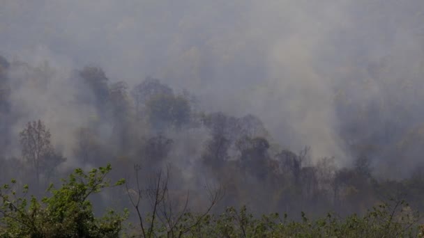 Waldbrandkatastrophe Wird Durch Menschen Verursacht — Stockvideo