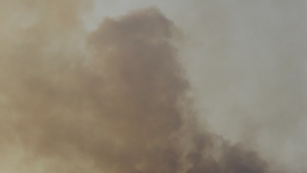 Fumée Feu Forêt Sur Ciel — Video