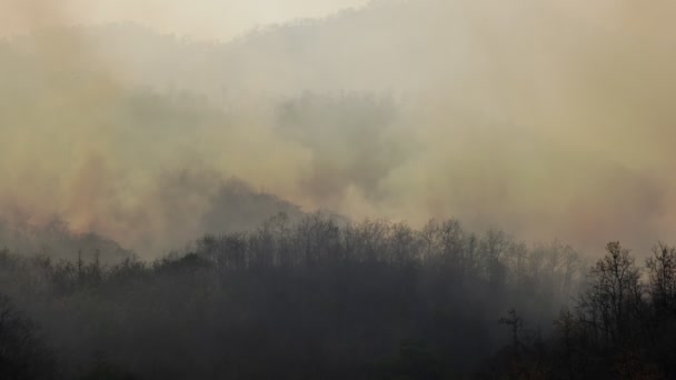 Fumée Feu Forêt Dans Nord Thaïlande — Video
