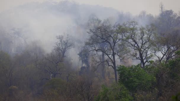 Desastre Los Incendios Forestales Causado Por Ser Humano — Vídeo de stock
