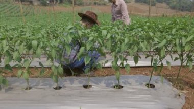 İki çiftçi, biber bahçesinde ot kontrolü için plastik filmleri tablet bilgisayarla kontrol ediyor..