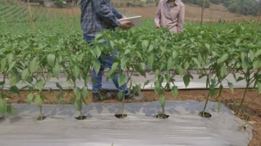 İki çiftçi, biber bahçesinde ot kontrolü için plastik filmleri tablet bilgisayarla kontrol ediyor..