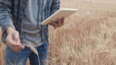 Bir buğday tarlasında verileri kontrol eden çiftçi bir tablet ve test mahsulü ile.