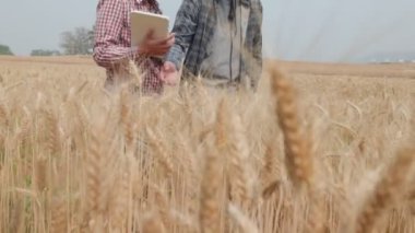 Agronomist ve çiftçi buğday tarlasında verileri tablet ve tahıl mahsulü ile kontrol ediyorlar..