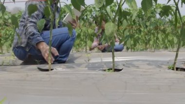 İki çiftçi, biber bahçesinde ot kontrolü için plastik filmleri tablet bilgisayarla kontrol ediyor..