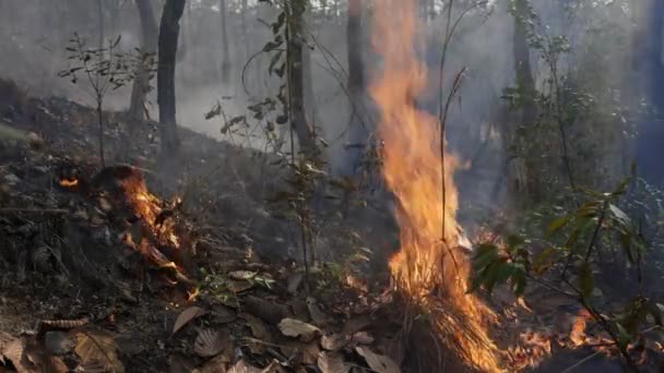 Desastre Incêndios Florestais Está Queimando Causado Por Humanos — Vídeo de Stock