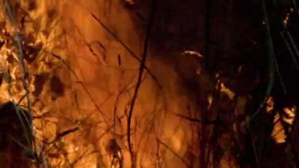 Καταστροφή Του Δάσους Καίγεται Από Τον Άνθρωπο — Αρχείο Βίντεο