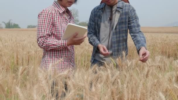 Agronomist Landmand Kontrollerer Data Hvedemark Med Tablet Undersøgelses Afgrøde – Stock-video