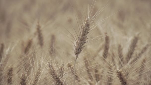 Суха Жовта Пшениця Полі Готова Збору Врожаю — стокове відео