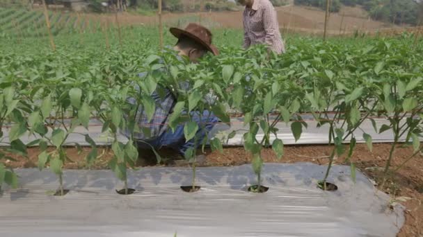两名农民用平板电脑检查辣椒园的塑料膜以控制杂草 — 图库视频影像