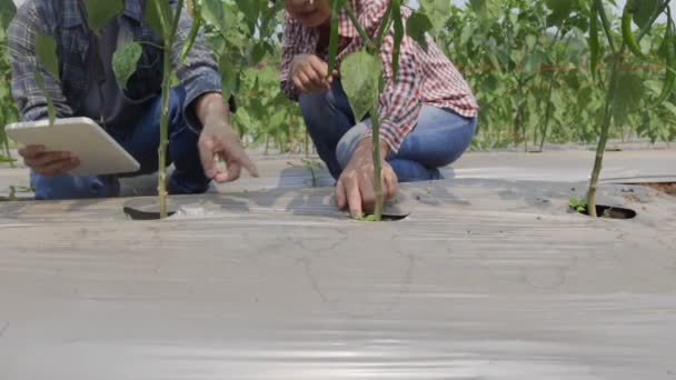 Zwei Bauern Überprüfen Chiligarten Mit Einem Shirt Plastikfolien Auf Unkrautbekämpfung — Stockvideo