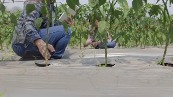 两名农民用平板电脑检查辣椒园的塑料膜以控制杂草 — 图库视频影像