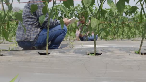 Två Jordbrukare Som Kontrollerar Plastfilmer För Ogräsbekämpning Chiliträdgård Med — Stockvideo