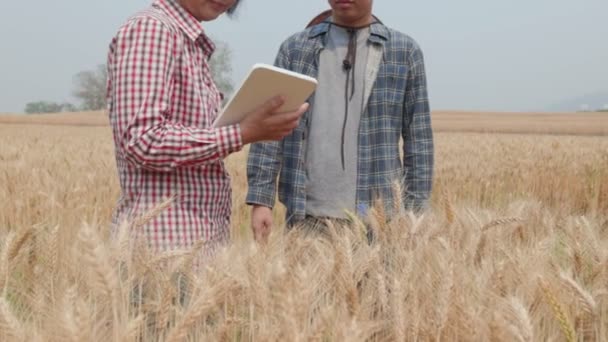 Agronom Und Landwirt Überprüfen Daten Auf Einem Weizenfeld Mit Tablette — Stockvideo