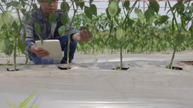 Biber bahçesinde ot kontrolü için plastik filmleri kontrol eden iki çiftçi.