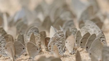 Zebra Mavisi ya da Plumbago Mavisi Chiang Mai Tayland 'da Tuz Yalıyor.