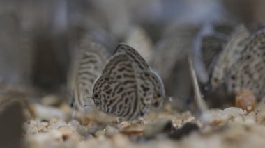 Zebra Mavisi ya da Plumbago Mavisi Chiang Mai Tayland 'da Tuz Yalıyor.