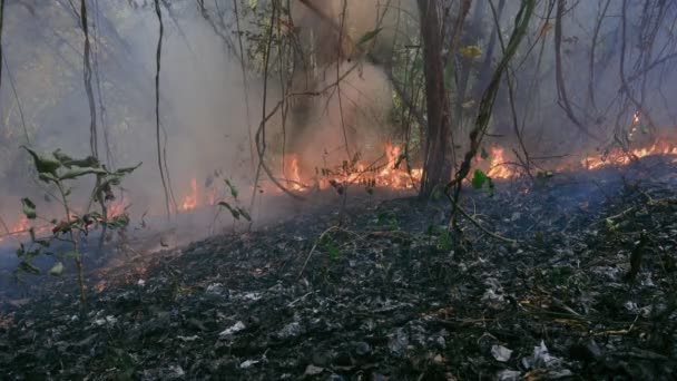 Waldbrandkatastrophe Wird Durch Menschen Verursacht — Stockvideo