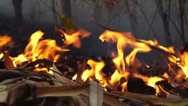 Waldbrandkatastrophe Wird Durch Menschen Verursacht — Stockvideo