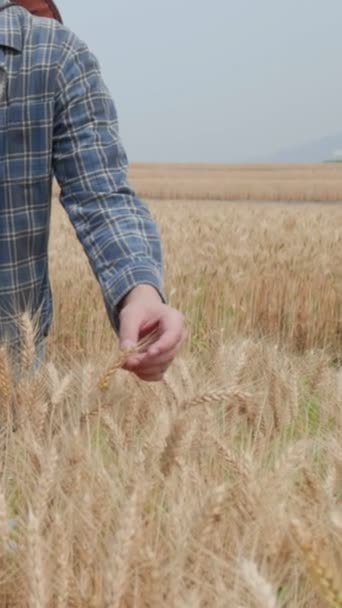 Granjero Comprobar Los Datos Campo Trigo Con Una Tableta Cultivo — Vídeo de stock