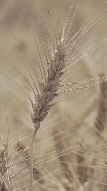 Kuru Sarı Buğday Tarlada Hasat Için Hazır — Stok video