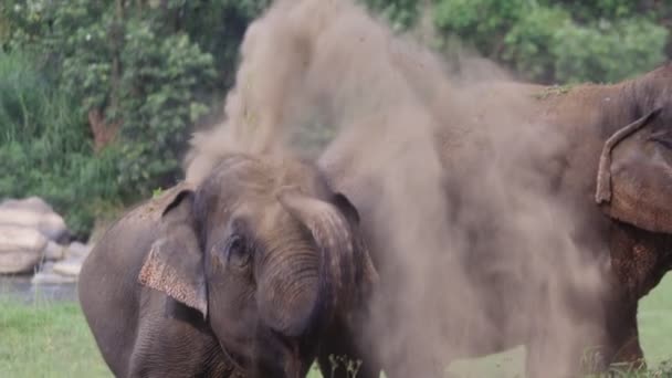 Elefant Der Seinen Rüssel Benutzt Schmutz Über Seinen Körper Sprühen — Stockvideo