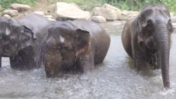 Слони Купаються Річці Чіангмай Таїланд — стокове відео