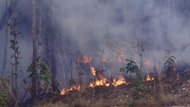 Waldbrandkatastrophe Wird Durch Menschen Verursacht — Stockvideo