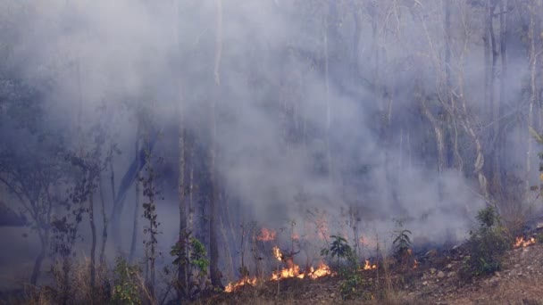 Desastre Incêndios Florestais Está Queimando Causado Por Humanos — Vídeo de Stock