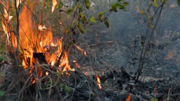 Orman Yangını Insanların Sebep Olduğu Bir Yangın — Stok video