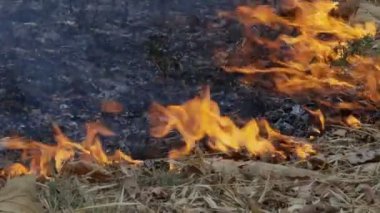 Orman yangını insanların sebep olduğu bir yangın.