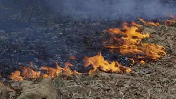 Desastre Incêndios Florestais Está Queimando Causado Por Humanos — Vídeo de Stock