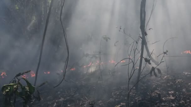 Skogsbrandskatastrofen Orsakas Människan — Stockvideo