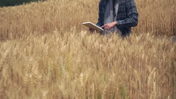 Granjero Comprobar Los Datos Campo Trigo Con Una Tableta Cultivo — Vídeo de stock