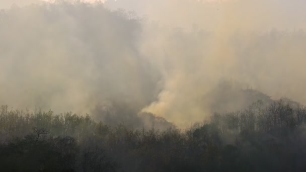 Лесной Пожар Горит Вызванный Человеком — стоковое видео