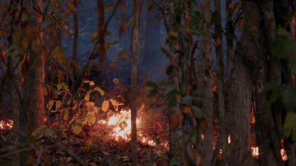 Incendie Forêt Est Provoqué Par Homme — Video