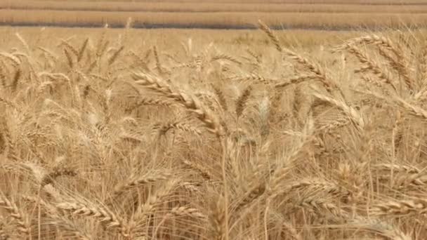 Суха Жовта Пшениця Полі Готова Збору Врожаю — стокове відео