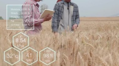 Bir buğday tarlasında verileri kontrol eden çiftçi bir tablet ve test mahsulü ile.