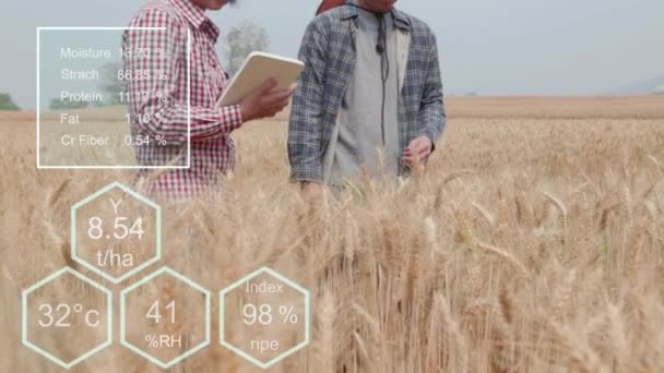 Landbruger Kontrollerer Data Hvedemark Med Tablet Undersøgelses Afgrøde – Stock-video