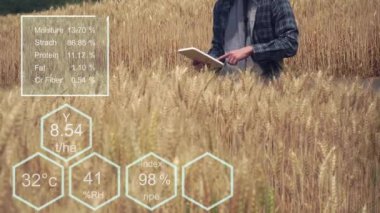 Bir buğday tarlasında verileri kontrol eden çiftçi bir tablet ve test mahsulü ile.