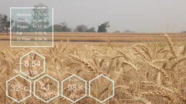Bir buğday tarlasında verileri kontrol eden çiftçi bir tablet ve test mahsulü ile.