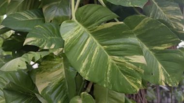 Epipremnum aureum, Devil 's Ivy, Golden Pothos, büyük ağaçta büyüme