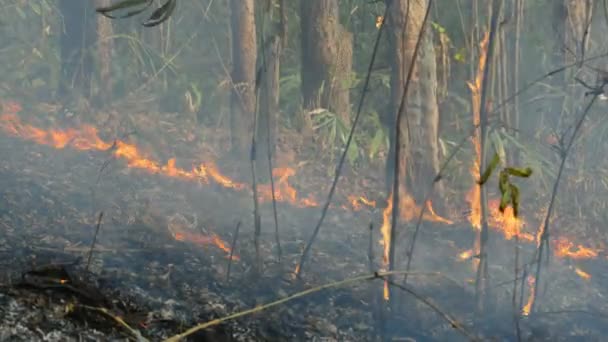 Tropickém Lese Hoří Lesní Požár Pozemní Požár — Stock video