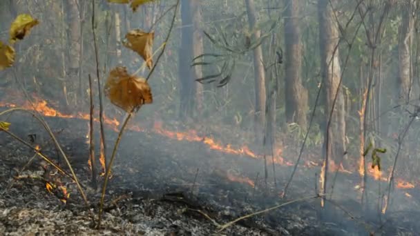 Forest Fire Ground Fire Disaster Burning Tropical Forest — Stock Video