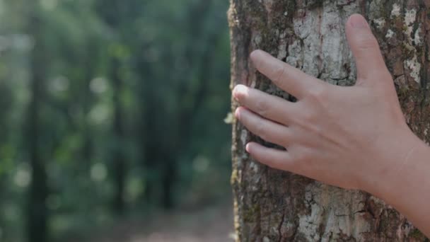 의나무 줄기에 — 비디오