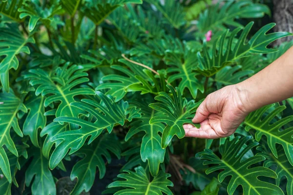 Свежие Зеленые Листья Филодендрона Ксанаду Саду — стоковое фото